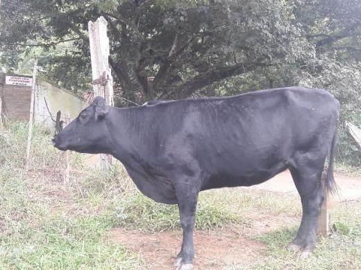 Novilhas pra prestes a criar barataa