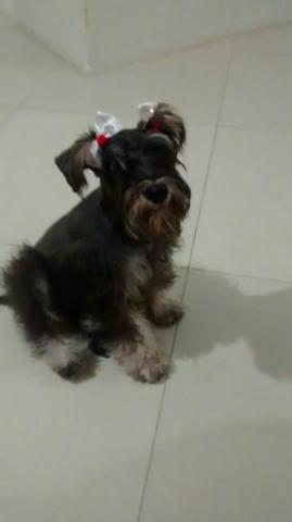 Schnauzer fêmea com 8 meses.