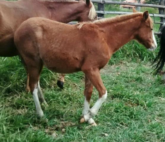 Três potros Guareí SP