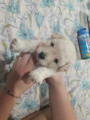 Vendo 05 Poodles N. 02, com 37 dias de vida