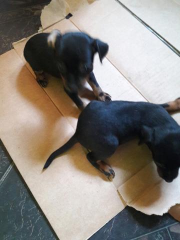 Vendo cachorro pincer numero 1 pais no local