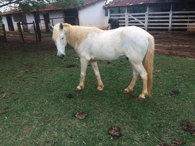 Vendo cavalo manso de sela e charrete