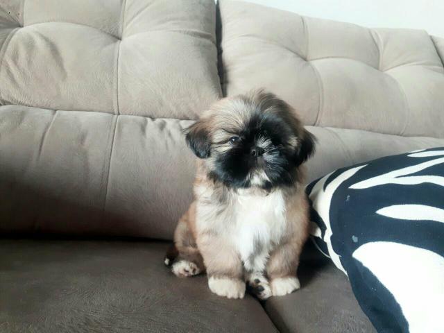 !!! lindo !!! shitzu golden clarinho machinho !!!