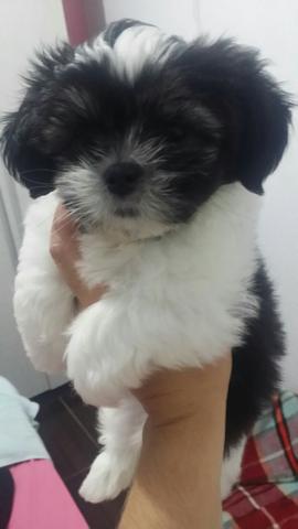 Bebe lhasa apso