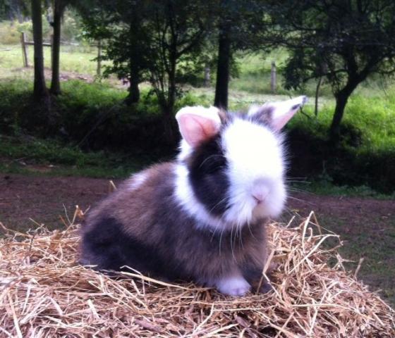Coelho de estimação Mini Lion
