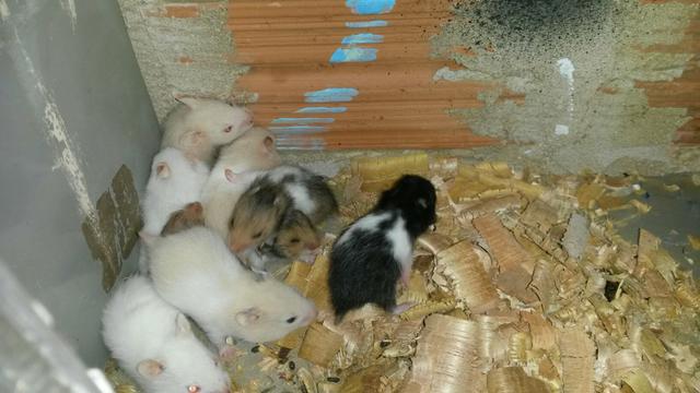 Hamster sírios