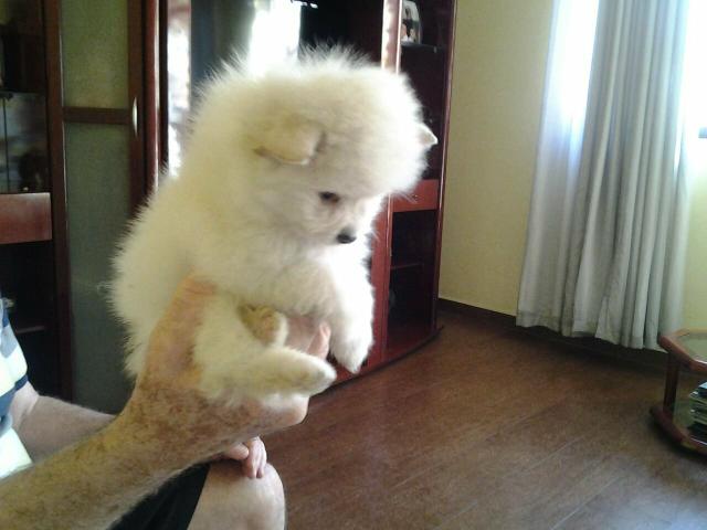 Lindos Spitz Alemão Brancos e Miniatura