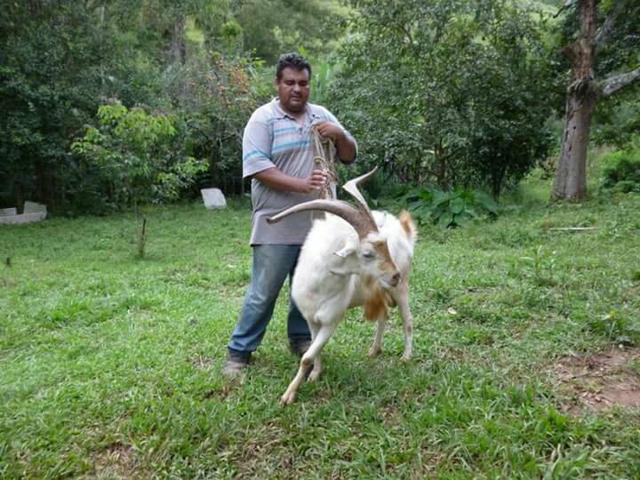 Marans com 11 messes enxertadas