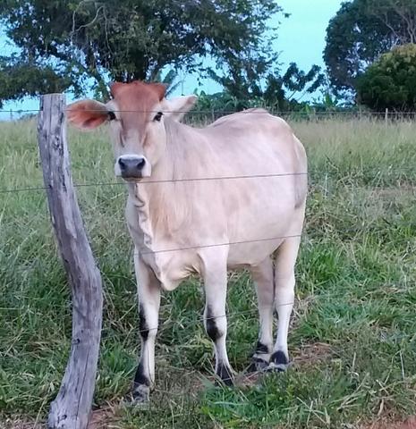 Novilhas cruzadas e nelore