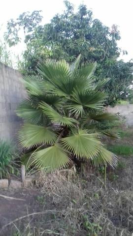 Palmeira vendo R$ 300 reais