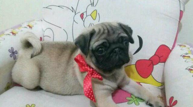 Promoção Pug Macho $ Fêmea $