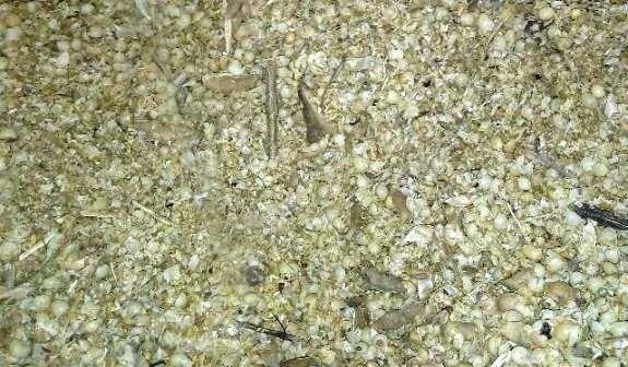 Resíduo de soja (tonelada)