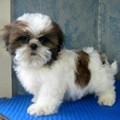 Shih tzu mini shitzu