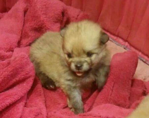 Spitz Alemão Anão Femea (Carinha de Urso)