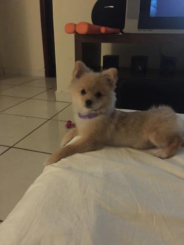 Sptiz alemão fêmea linda demais