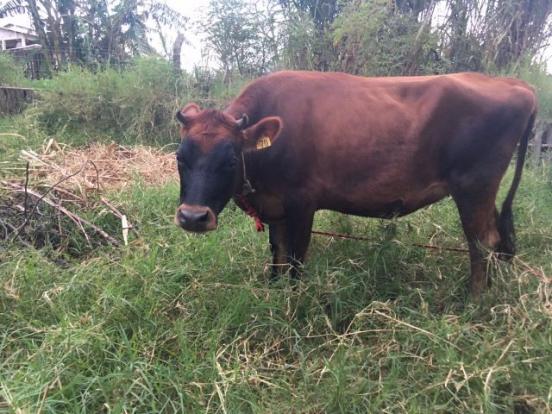 Vaca Jersey Pura 3 anos