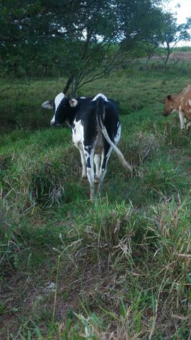 Vendo Novilha Prenhe