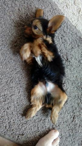 Vendo Yorkshire Micro.