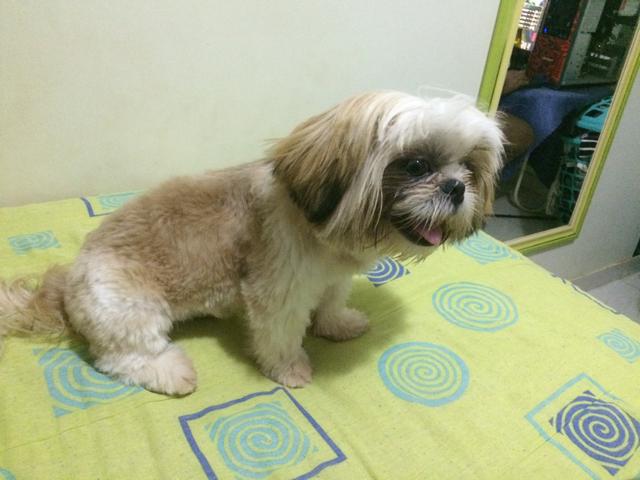 Vendo shih tzu macho