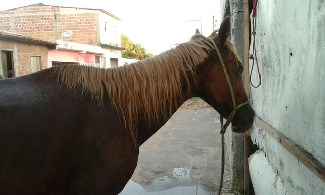 Vendo uma égua de picador