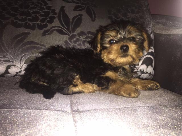 Yorkshire Terrier, entrega imediataa aceitao