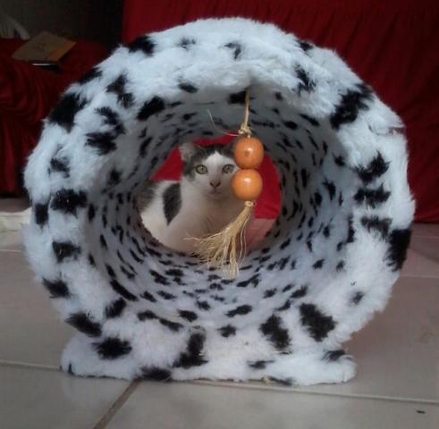 Arranhador para gato - túnel