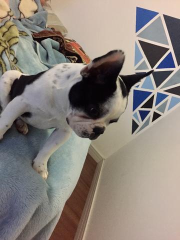 Bulldog Francês