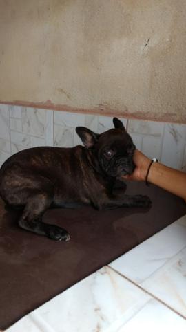Bulldog Francês fêmeas