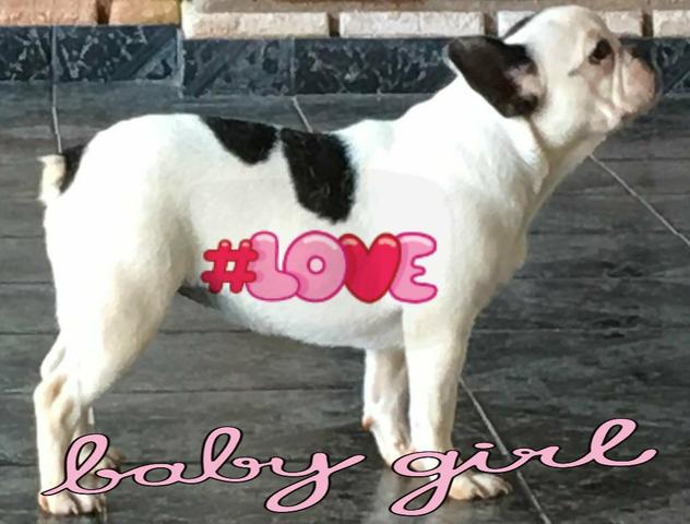 Bulldog francês (FÊMEA)