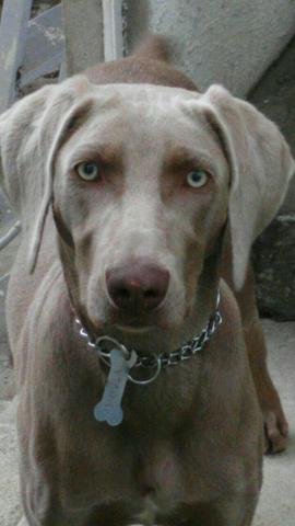 Cachorro Weimaraner