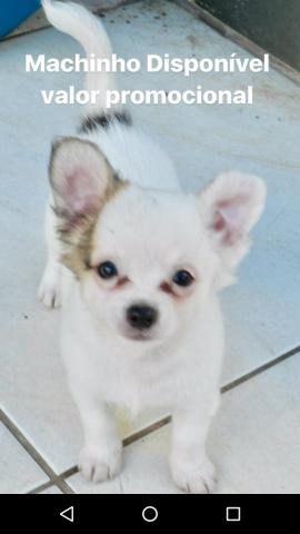 Chihuahua macho com pedigree