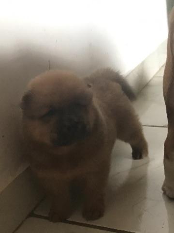 Chow-chow