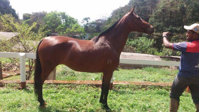 Egua Mangalarga Marchador Registrada
