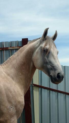 Garanhão Mangalarga marchador