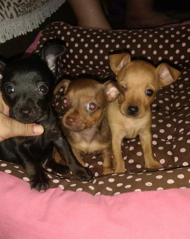 Lindas Fêmeas Pinscher Mini (12x n cartão de crédito)