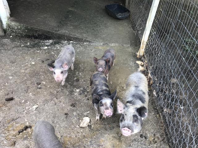 Mini pigs/ Mini porco