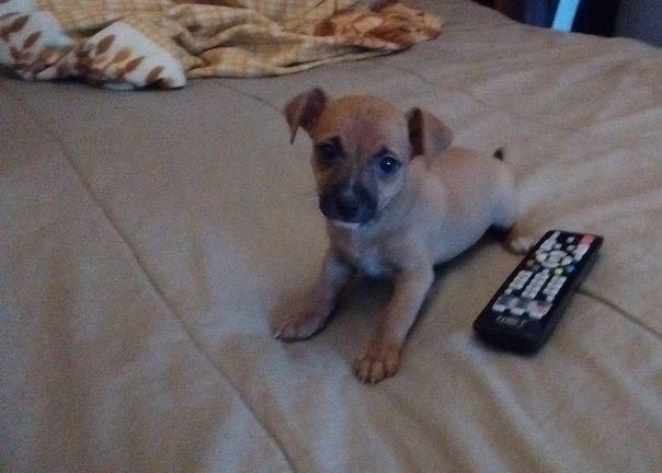 Pinscher Miniatura Macho Pequenino Pai Zero com 20 cm Mãe