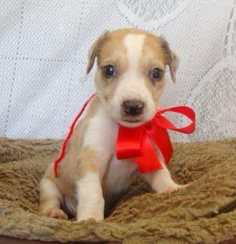 Pinscher x fox paulistinha 100 cada, bem pequenos e