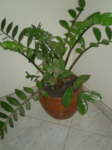 Planta