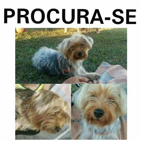Procura-se cachorra