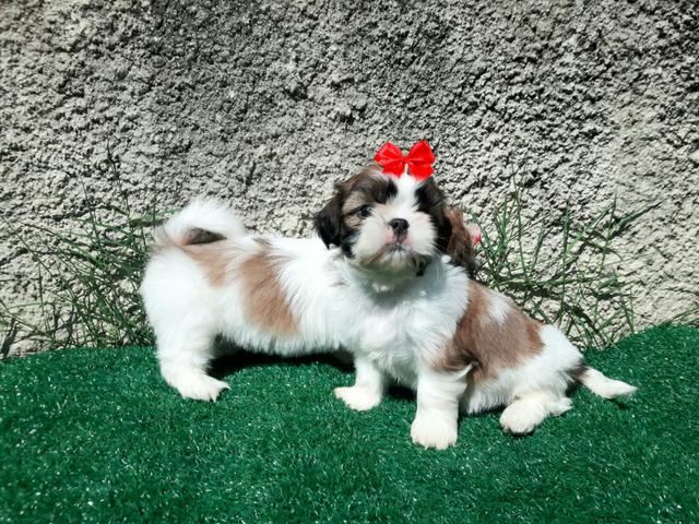 Shitzu tricolor feminha !!!