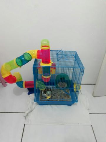 Vendo dois ramister com gaiola e tudo