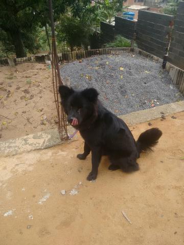 Vendo pastor belga barato leia a descrição