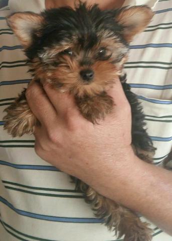 Yorkshire Terrier