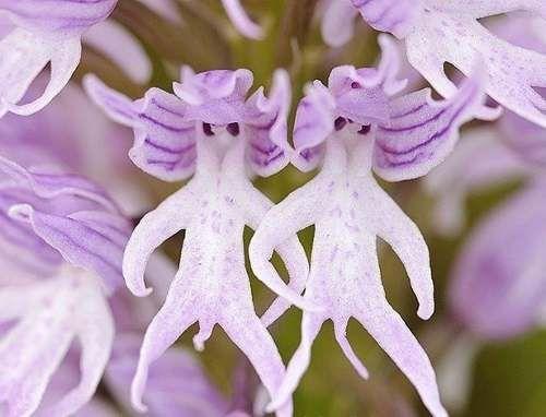 10 Sementes da Orquídea Adão