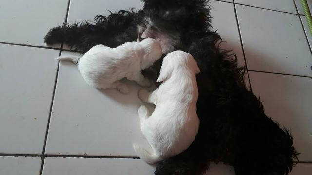 Ainda tem dois poodle