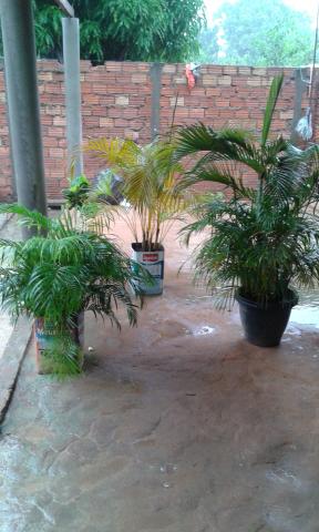 Areca bambu