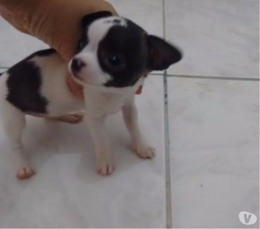 Chihuahua Fêmia pelo curto Nascido 
