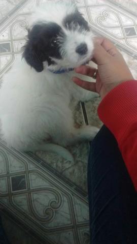 Doa-se cachorro de pequeno porte