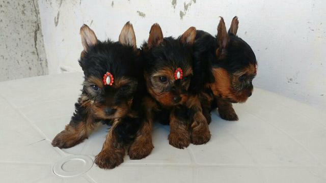 Fêmea de Yorkshire pronta entrega